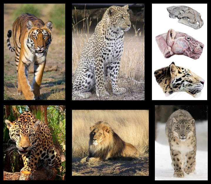 Geeky_Nature_Imagem02