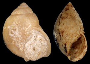 Geeky_Nature_Imagem03