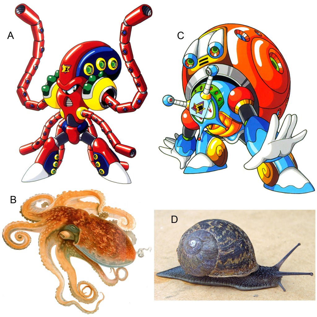 Mollusks - Figure15