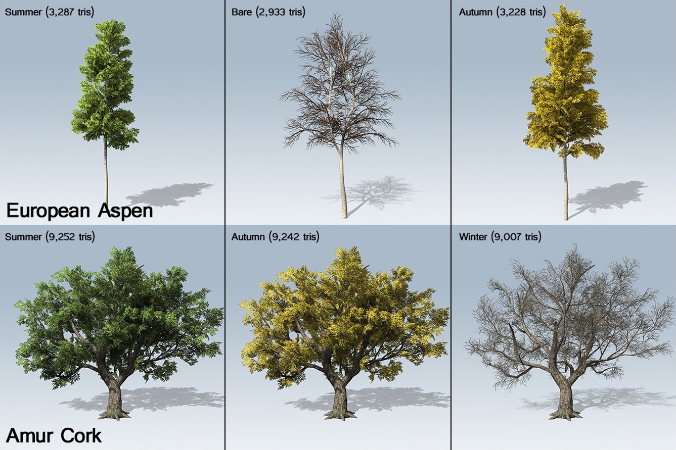 Dendrology - Figure 6