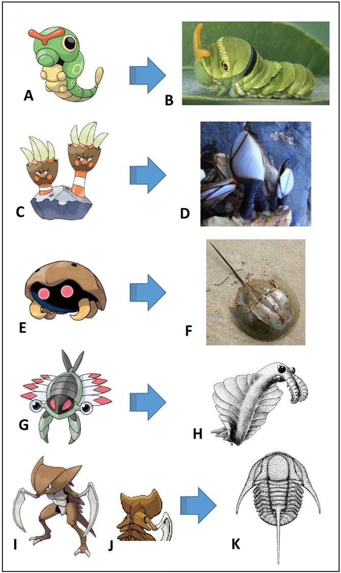 Arthropod diversity in&nbsp;Pokémon