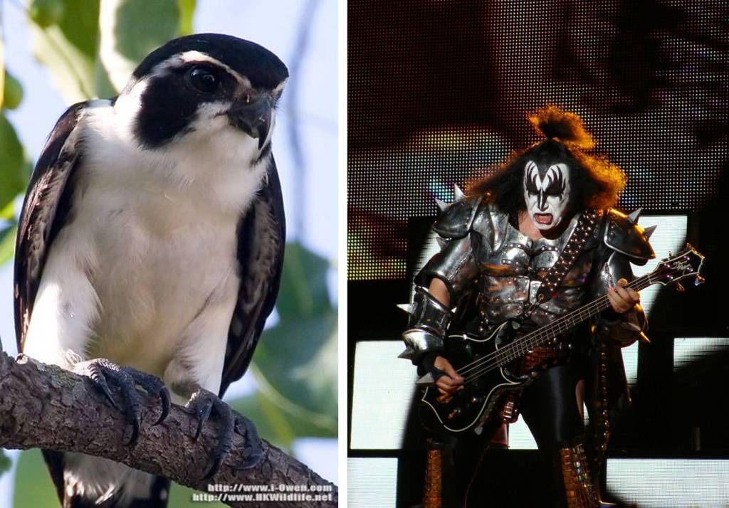 Bird biodiversity in heavy metal&nbsp;songs