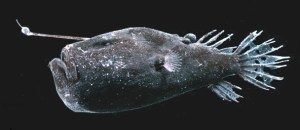 The lure of the deep sea: anglerfish as movie monsters – Journal of ...