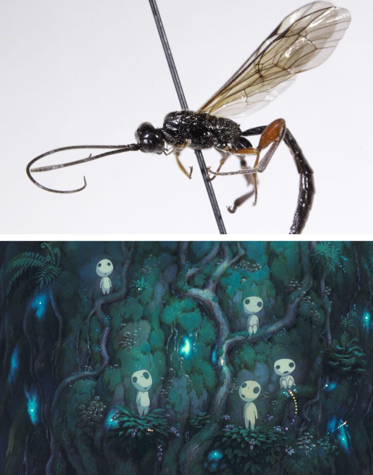 My neighbor Linnaeus: The influence of Studio Ghibli in zoological ...
