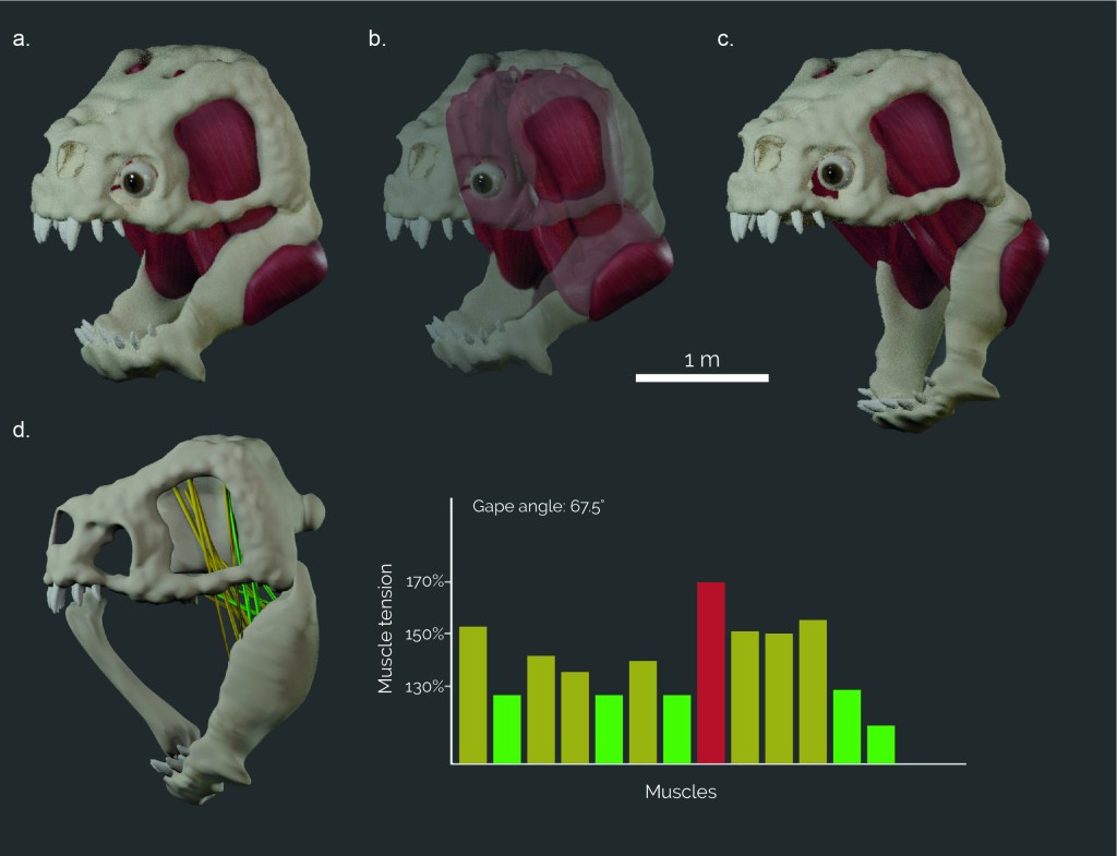 Is a bone a viable weapon when combating a Rancor? Estimating the bite force of an intergalactic&nbsp;mega-predator