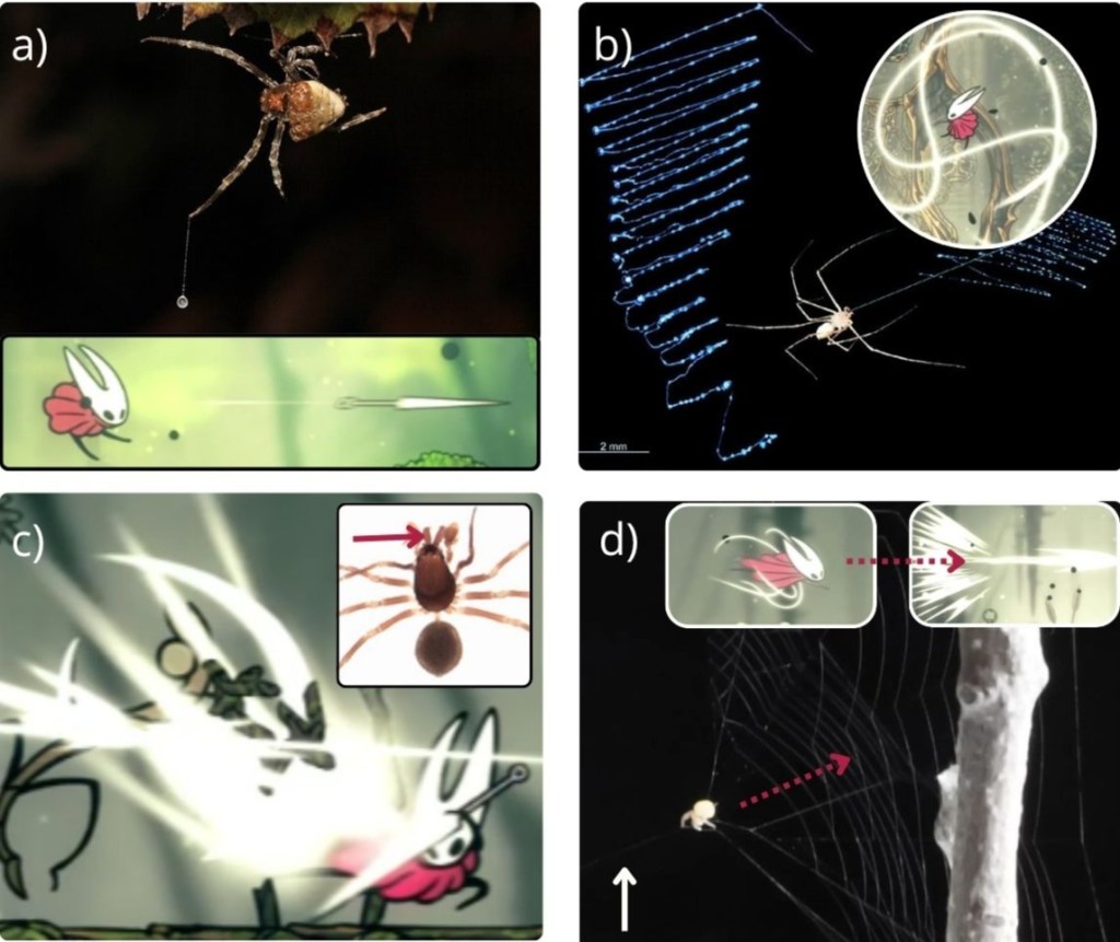 Hornet’s web: weaving the biology of silk into Hollow Knight:&nbsp;Silksong